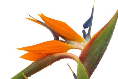 Papier peint  Oiseau de paradis Strelitzia fleurs isolé sur blanc bacground