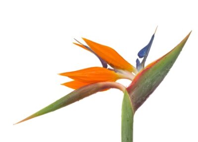Papier peint  Oiseau de paradis Strelitzia fleurs isolé sur blanc bacground