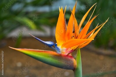 Papier peint  oiseau de paradis - Strelitzia reginae