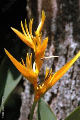 Papier peint  oiseau de paradis (Strelitzia reginae)