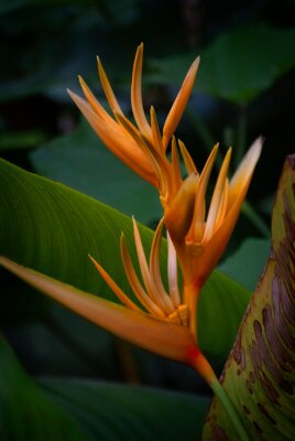 Papier peint  Oiseau de paradis (Strelitzia reginae), également connu sous le nom de fleur de grue, est l’une des plus belles fleurs exotiques. La fleur ressemble un peu à plusieurs oiseaux cachés dans un bouquet d