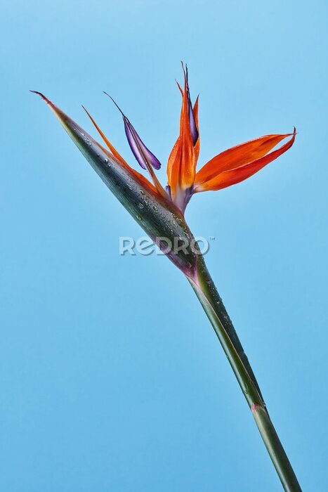 Papier peint  Oiseau de paradis Strelitzia reginae en pleine floraison sur fond bleu.