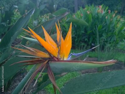 Papier peint  oiseau de paradis (Strelitzia reginae) fleur dans un jardin singapourien
