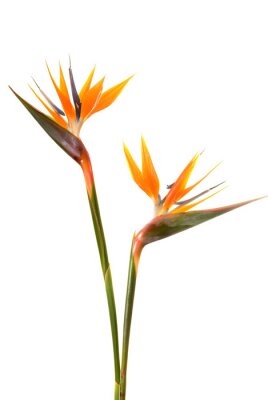 Papier peint  Oiseau de paradis (Strelitzia reginae) isolé sur blanc b