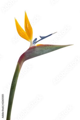 Papier peint  Oiseau de paradis (Strelitzia reginae) isolé sur blanc b