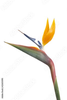 Papier peint  Oiseau de paradis (Strelitzia reginae) isolé sur blanc b