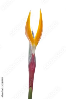 Papier peint  Oiseau de paradis (Strelitzia reginae) isolé sur blanc b