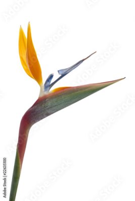Papier peint  Oiseau de paradis (Strelitzia reginae) isolé sur blanc b