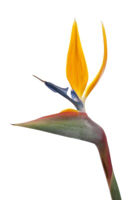 Papier peint  Oiseau de paradis (Strelitzia reginae) isolé sur blanc b