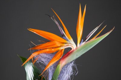 Papier peint  oiseau de paradis (Strelitzia) sur fond gris