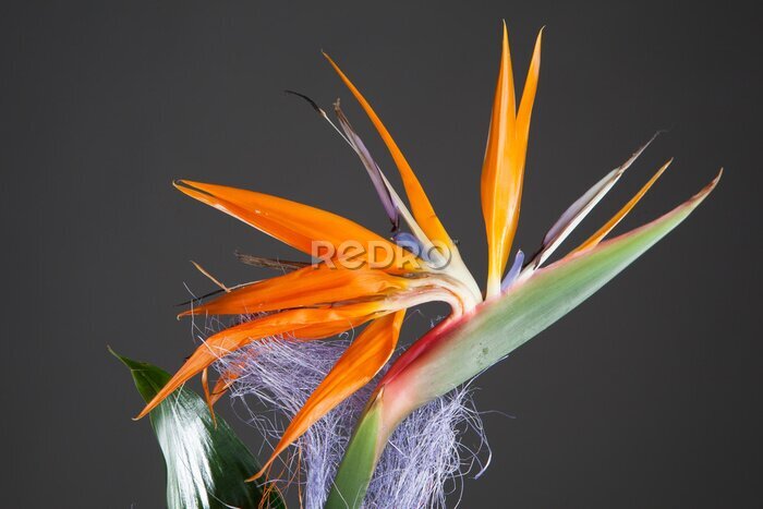 Papier peint  oiseau de paradis (Strelitzia) sur fond gris