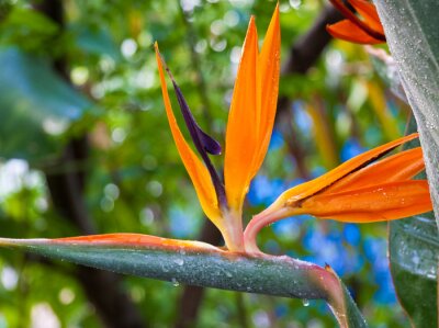 Papier peint  Oiseau de paradis, Strelitzie, Strelitzia reginae