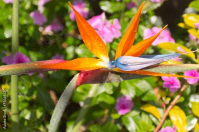Papier peint  Oiseau de paradis, Strelitzie, Strelitzia reginae