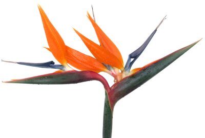 Papier peint  Oiseau de paradis, Strelitzie, Strelitzia reginae, fond blanc