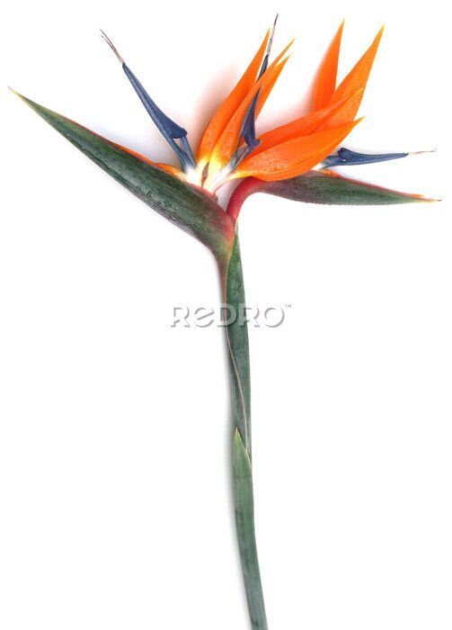 Papier peint  oiseau de paradis, Strelitzie, Strelitzia reginae, fond blanc