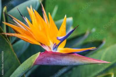 Papier peint  Oiseau de paradis tropical (strelitzia), île de Madère, Funchal, Portugal
