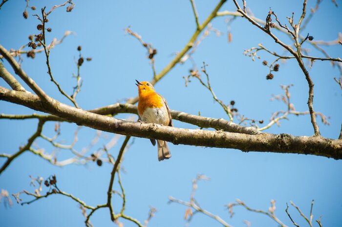 Papier peint  Oiseau de printemps