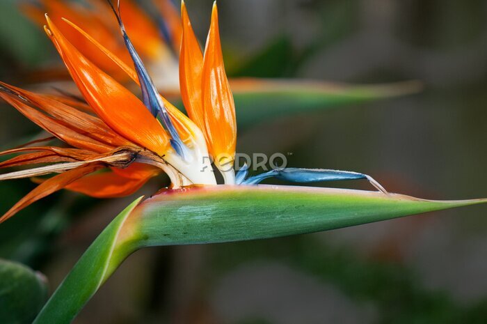 Papier peint  oiseau de tête de fleur de paradis - Strelitzia