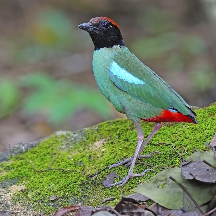 Papier peint  Oiseau debout sur de la mousse