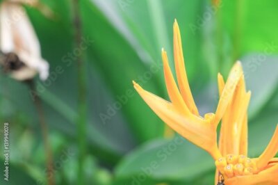 Papier peint  Oiseau du paradis Belle fleur jaune, nom commun Strelitzia Reginae