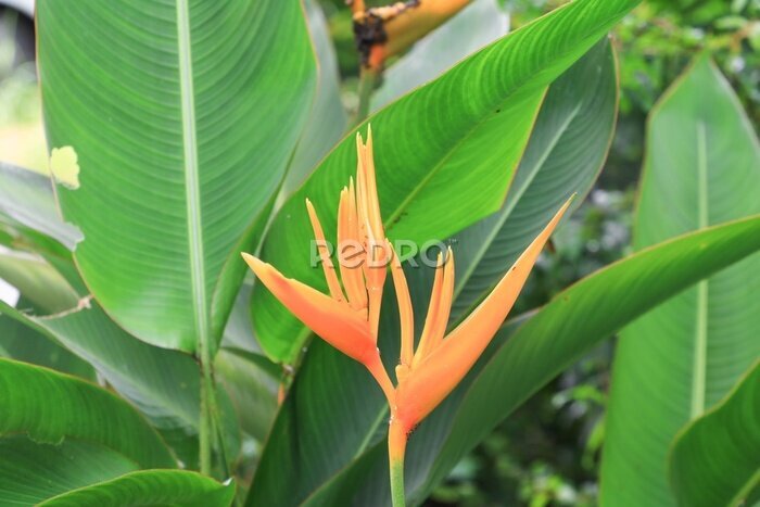 Papier peint  Oiseau du paradis Belle fleur jaune, nom commun Strelitzia Reginae