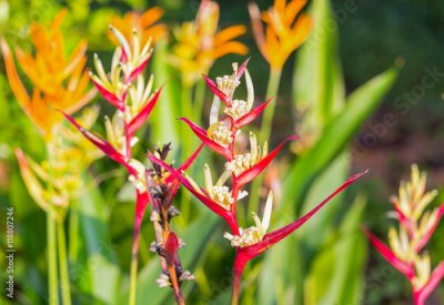 Papier peint  oiseau du paradis Belle fleur rouge Strelitzia Reginae