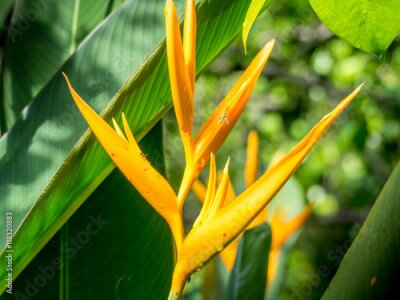 Papier peint  Oiseau du paradis Belle fleur rouge Strelitzia Reginae