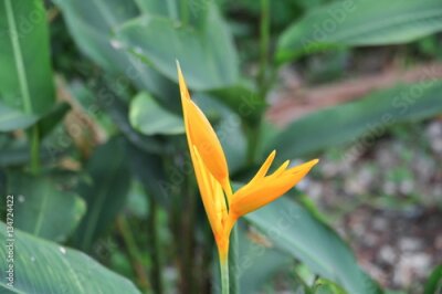 Papier peint  Oiseau du paradis Belle fleur rouge Strelitzia Reginae