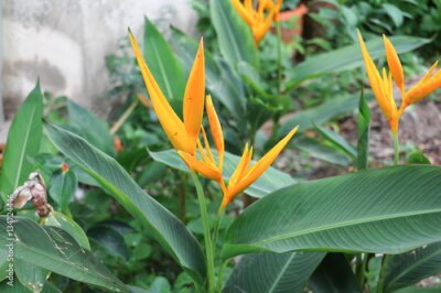 Papier peint  Oiseau du paradis Belle fleur rouge Strelitzia Reginae