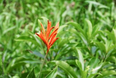 Papier peint  oiseau du paradis Belle fleur Strelitzia Reginae