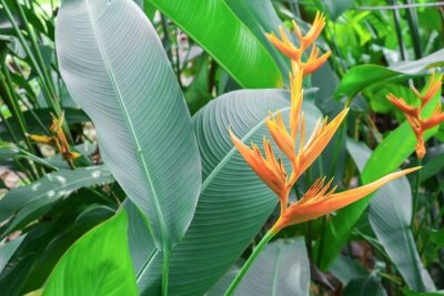 Papier peint  Oiseau du paradis fleur jaune Belle, Strelitzia Reginae