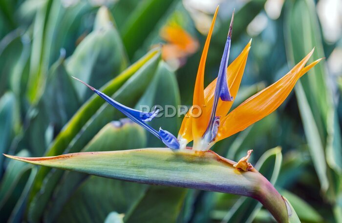 Papier peint  Oiseau du paradis Fleurs tropicales orange fleur strelitzia