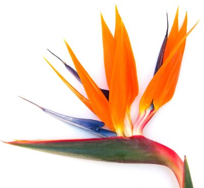 Papier peint  oiseau du paradis, strelitzia