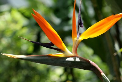 Papier peint  oiseau du paradis, strelitzia