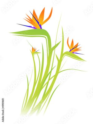 Papier peint  Oiseau du paradis (Strelitzia)