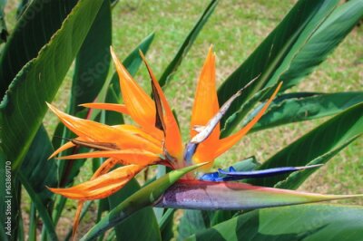 Papier peint  Oiseau du Paradis (Strelitzia)