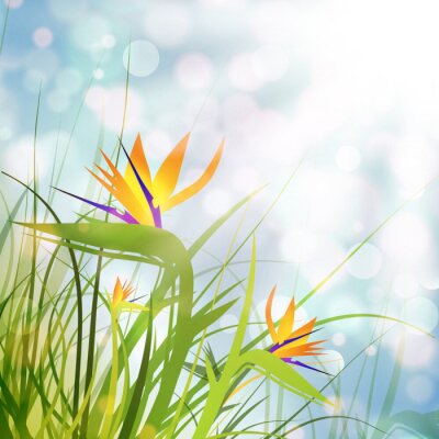 Papier peint  Oiseau du paradis (Strelitzia)