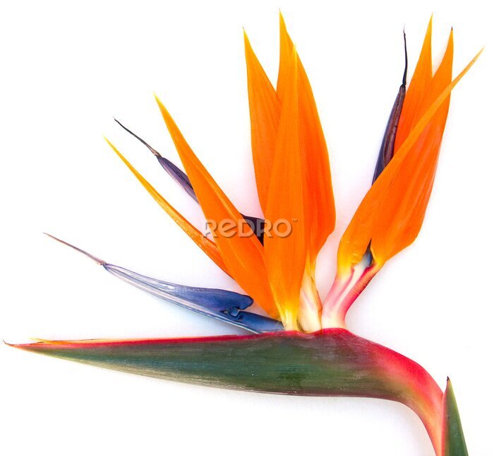 Papier peint  oiseau du paradis, strelitzia