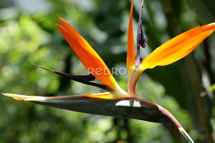 Papier peint  oiseau du paradis, strelitzia