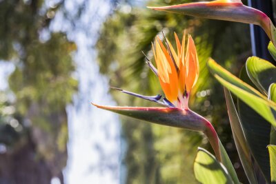 Papier peint  Oiseau du Paradis (Strelitzia) Afrique du Sud
