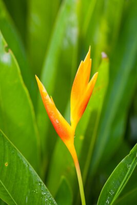 Papier peint  Oiseau du paradis (Strelitzia Ait.) Est en pleine floraison
