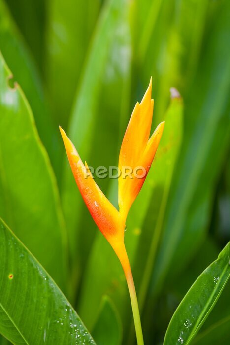 Papier peint  Oiseau du paradis (Strelitzia Ait.) Est en pleine floraison