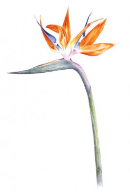 Papier peint  Oiseau du paradis - strelitzia - aquarelle de fleurs