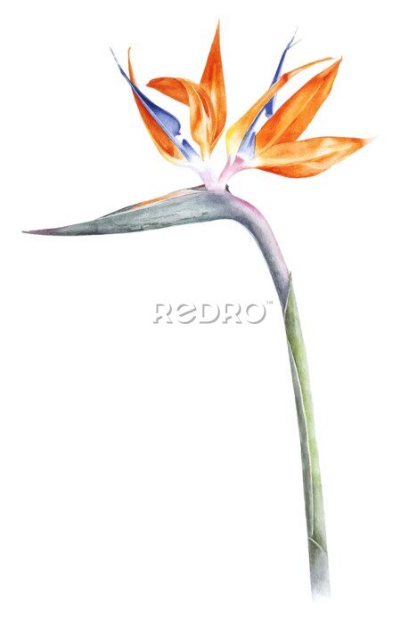 Papier peint  Oiseau du paradis - strelitzia - aquarelle de fleurs