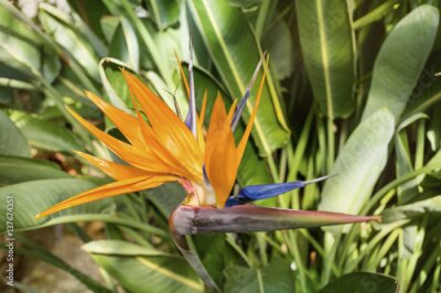 Papier peint  Oiseau du paradis, strelitzia exotique dans un jardin botanique