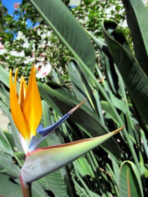Papier peint  Oiseau du paradis Strelitzia Fleur dans un jardin à l'île de Madère un jour d'été