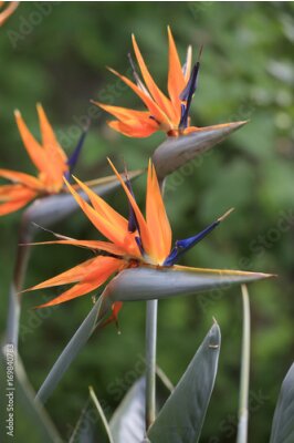 Papier peint  Oiseau du paradis (Strelitzia reginae)