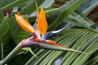 Papier peint  Oiseau du paradis (Strelitzia reginae)