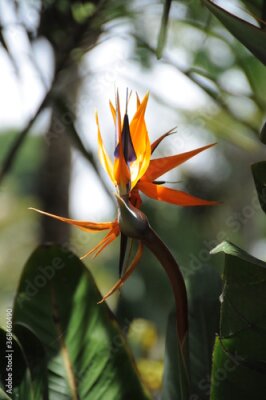 Papier peint  oiseau du paradis strelitzia reginae