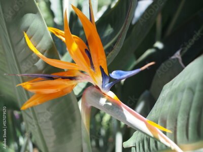 Papier peint  Oiseau du paradis (Strelitzia reginae) avec des feuilles autour de lui